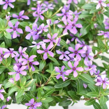 Catharanthus Soiree kawaii® '' (195854)