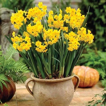 Narcissus 'Grand Soleil d'Or' 