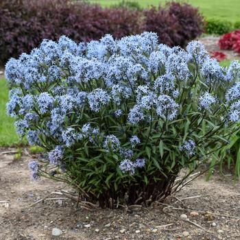 Amsonia tabernaemontana 'Storm Cloud' (195869)