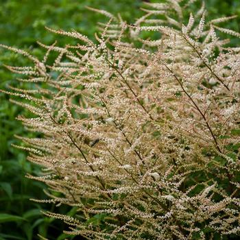 Aruncus 'Chantilly Lace' (195871)