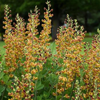 Baptisia Decadence® 'Cherries Jubilee' (195873)