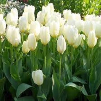 Tulipa 'White Emperor' 