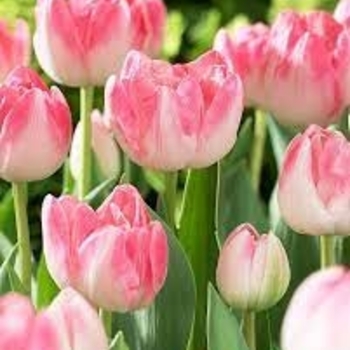 Tulipa 'Upstar' 