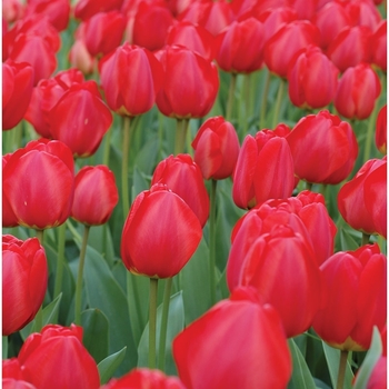 Tulipa 'Oxford' 