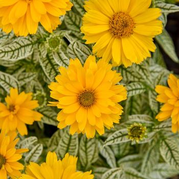 Heliopsis helianthoides 'Bit of Honey' (195908)