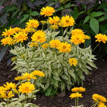 Heliopsis helianthoides 'Bit of Honey' (195909)