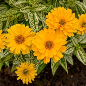 Heliopsis helianthoides 'Bit of Honey' (195910)