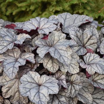 Heuchera Dolce® 'Frosted Berry' (195916)