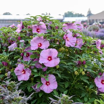 Hibiscus Summerific® 'Lilac Crush' (195921)