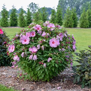 Hibiscus Summerific® 'Lilac Crush' (195924)