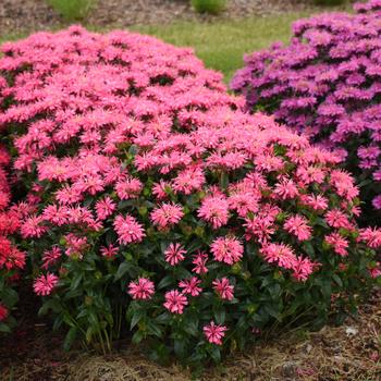 Monarda didyma Upscale™ 'Pink Chenille' (195934)