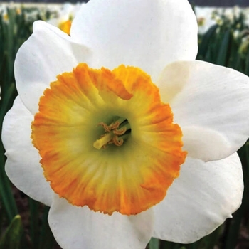 Narcissus 'Happy Smiles' 