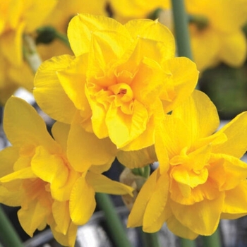 Narcissus 'Golden Delicious' 