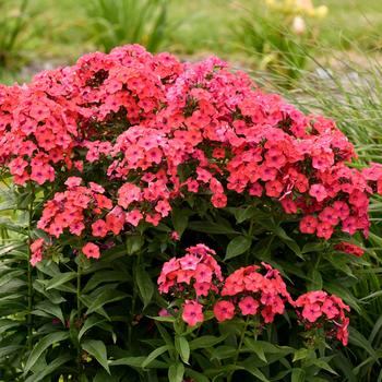 Phlox paniculata Luminary™ 'Sunset Coral' (195958)