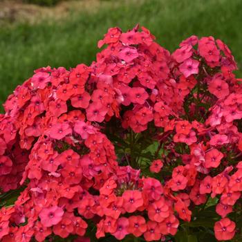 Phlox paniculata Luminary™ 'Sunset Coral' (195960)