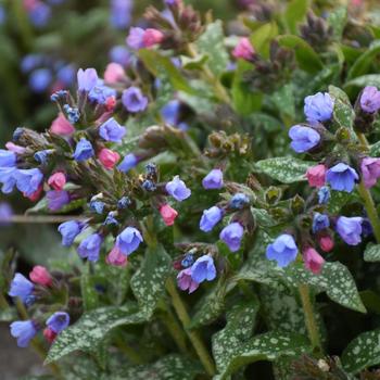 Pulmonaria 'Pink-a-Blue' (195963)