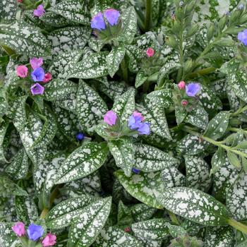 Pulmonaria 'Pink-a-Blue' (195965)