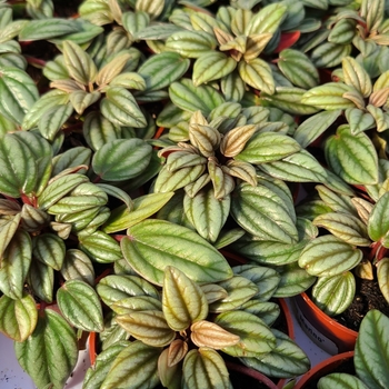 Peperomia caperata 'San Marino' 