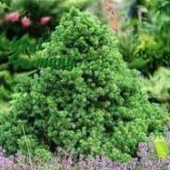 Picea abies 'Mikulosovice' 