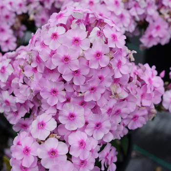 Phlox paniculata Ka-Pow® '' (196239)