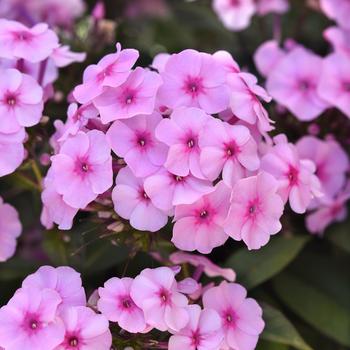 Phlox paniculata Ka-Pow® 'Soft Pink'