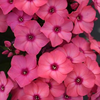 Phlox paniculata Super Ka-Pow™ '' (196248)