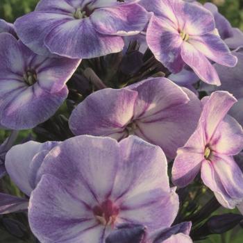 Phlox paniculata Younique 'Old Blue'