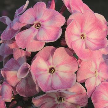 Phlox paniculata Younique 'Old Pink'