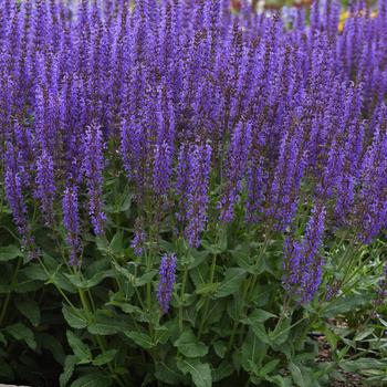 Salvia nemorosa 'Blue by You' (196284)