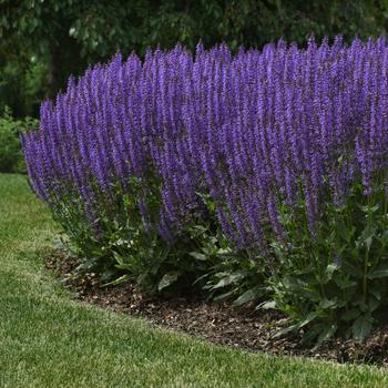 Salvia nemorosa 'Blue by You' (196285)