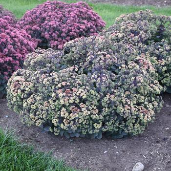 Sedum 'Night Light' (196394)