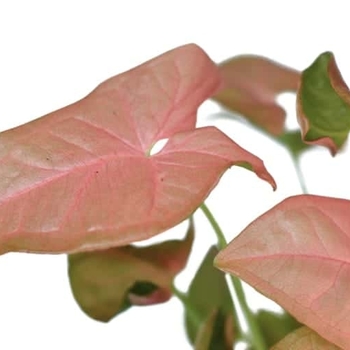 Syngonium podophyllum 'Red Heart' 