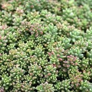 Sedum reflexum 'Sea Mist' 