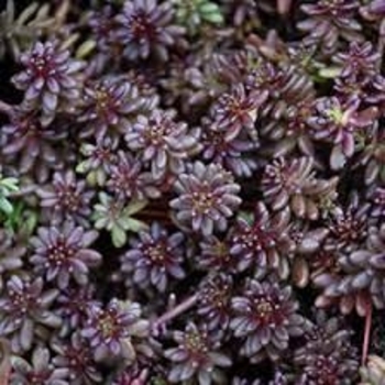 Sedum 'Twickel Purple' 