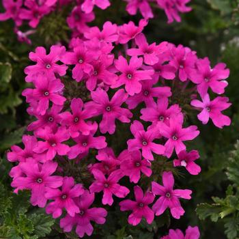 Verbena canadensis 'Homestead Hot Pink' (196696)