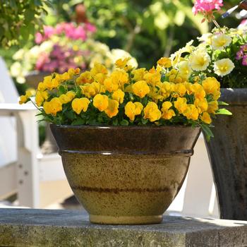 Viola cornuta 'Halo Golden Yellow' (196707)