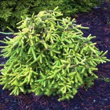 Picea abies 'Dandylion' 