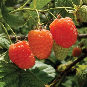 Rubus ideaus 'Valentina' 