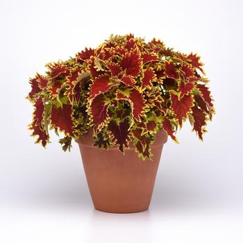 Coleus scutellarioides 'Copperhead' (197128)