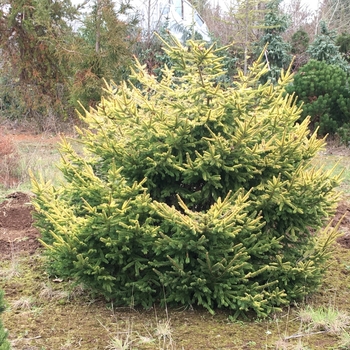 Picea abies 'Blondie' 