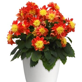 Dahlia Dalaya® 'Fireball' (197396)