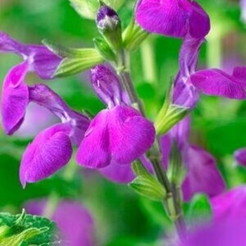 Salvia 'Christine Yeo' 