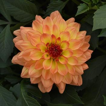 Dahlia Venti™ 'Tequila Sunrise Improved' (197467)