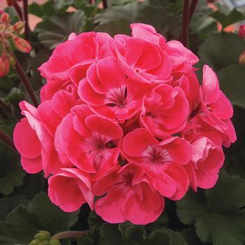 Pelargonium x hortorum Moonlight™ '' (197551)