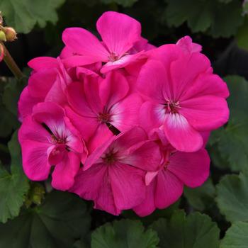 Pelargonium x hortorum Moonlight™ '' (197555)