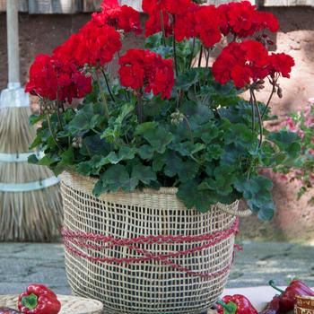 Pelargonium x hortorum Super Moon™ '' (197561)