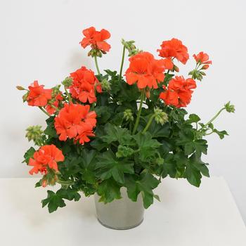 Pelargonium Marcada™ '' (197564)