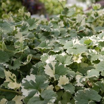 Glechoma hederacea 'Variegata' (197669)