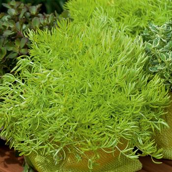 Sedum mexicanum 'Gold Mound' (197672)