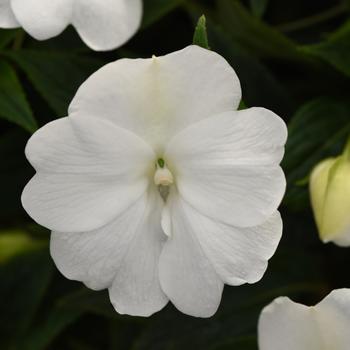 Impatiens hawkeri ImPower™ 'White' (197720)